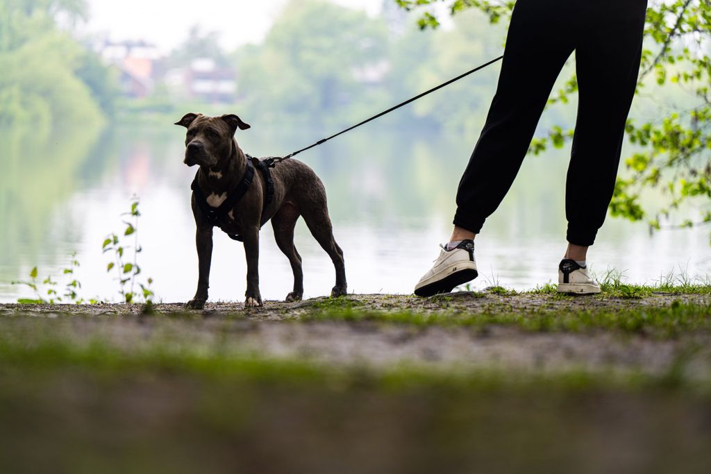 Bei zu warmen Temperaturen ist es besser mit dem Hund im Wald oder im Park spazieren zu gehen. (Symbolbild)