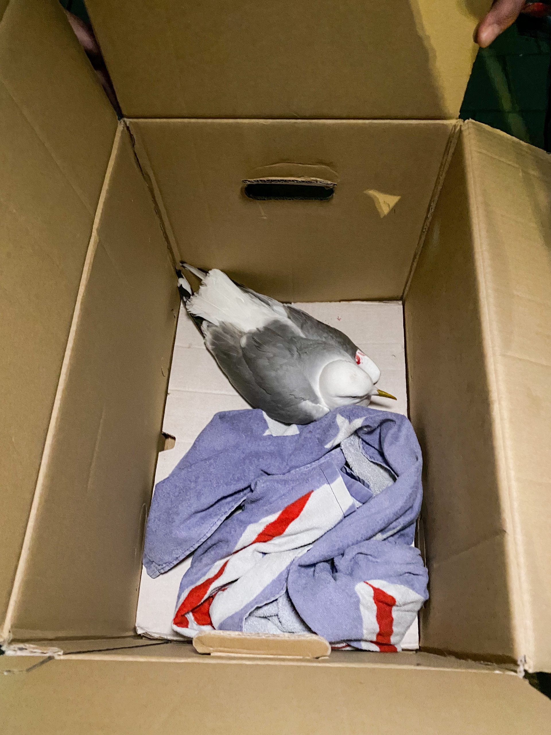 Diese vermeintlich angeschossene Möwe wurde von Polizisten auf der Straße Colonnaden gefunden.