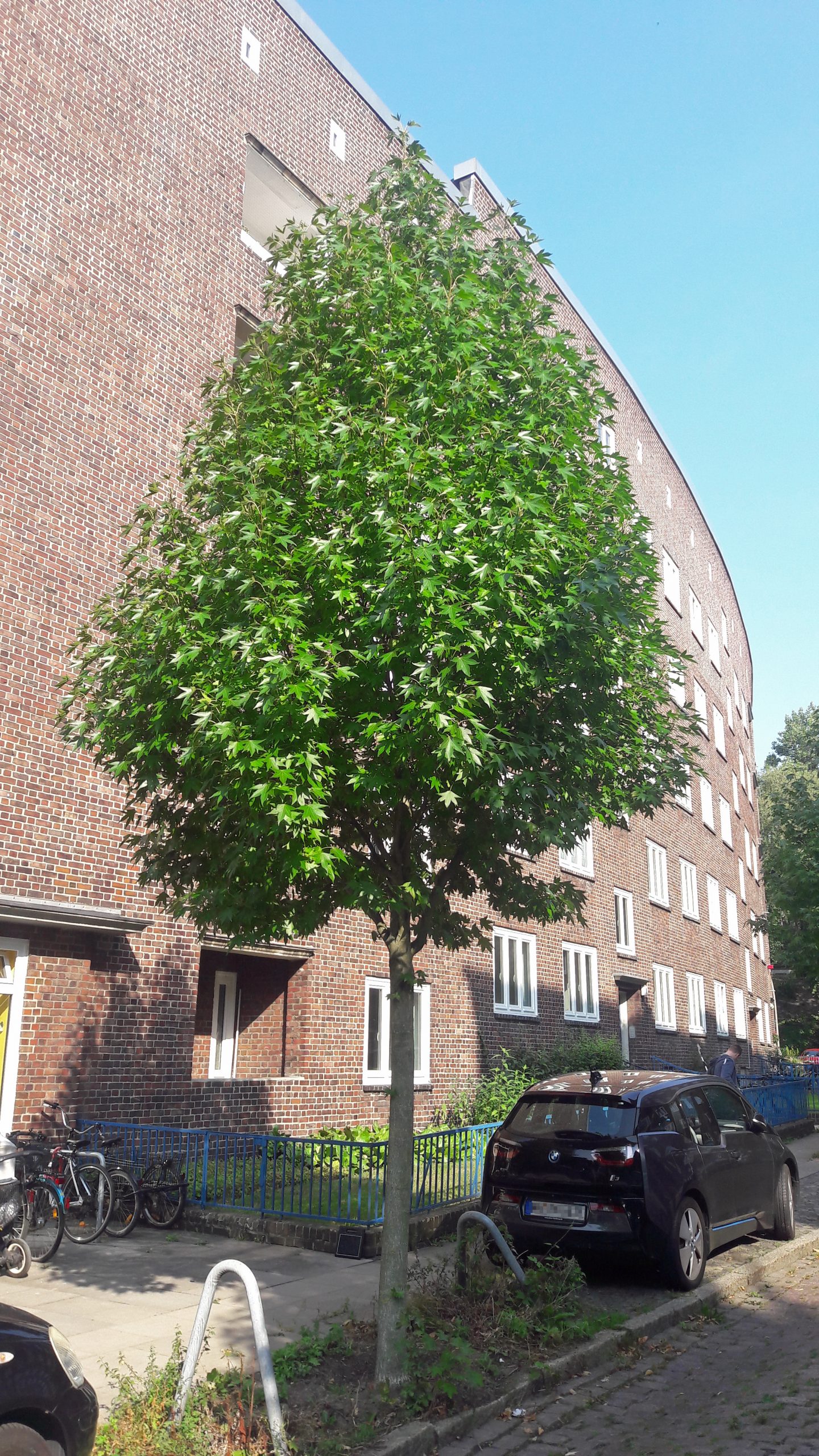 Ein Amberbaum.