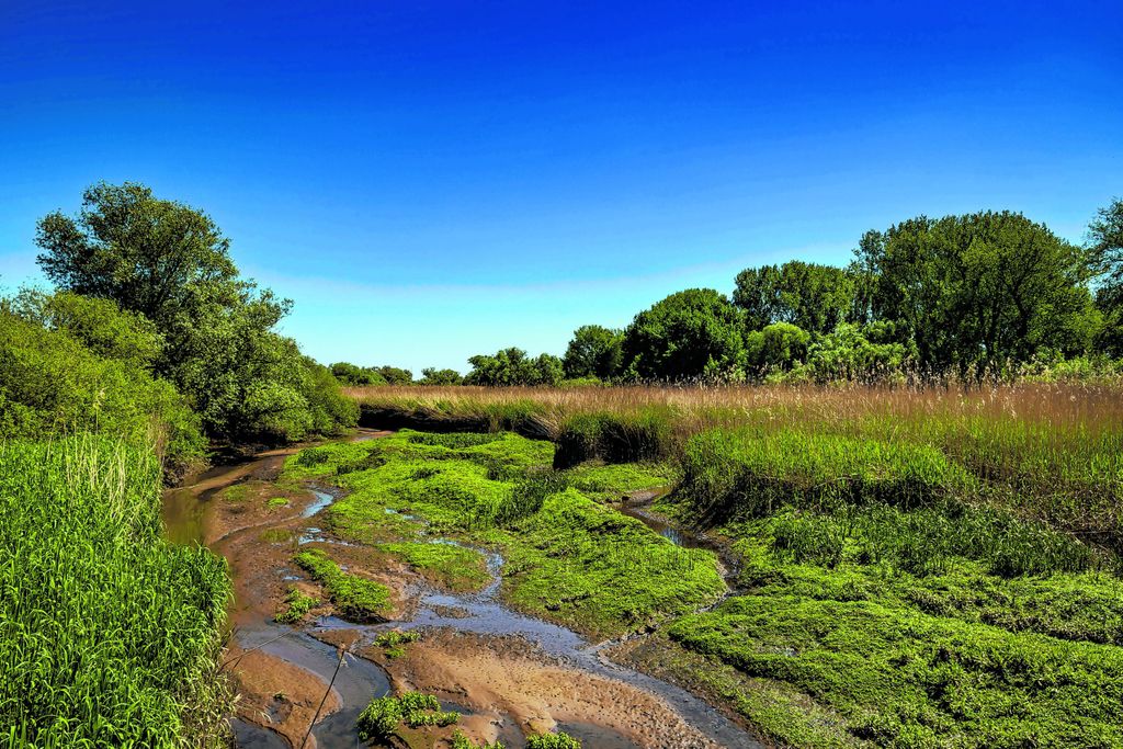 Das Naturschutzgebiet Heuckenlock bei Ebbe