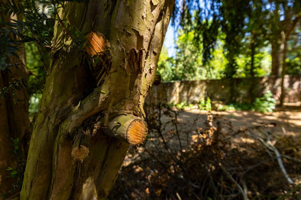 Laut Mieterin Christina Attenberger haben Mitarbeiter:innen einer Gartenfirma innerhalb von zwei Tagen sehr viel platt gemacht.