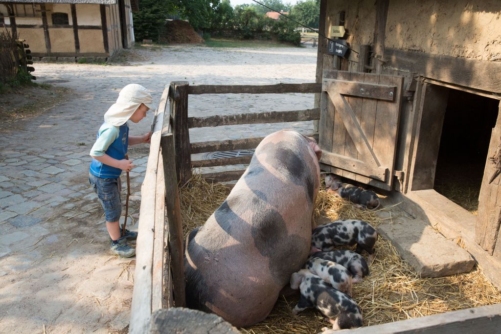 Kie­ke­berg bei Hamburg: Eine Benthei­mer Sau mit Ferkeln ist immer eine At­trak­tion für Kids.