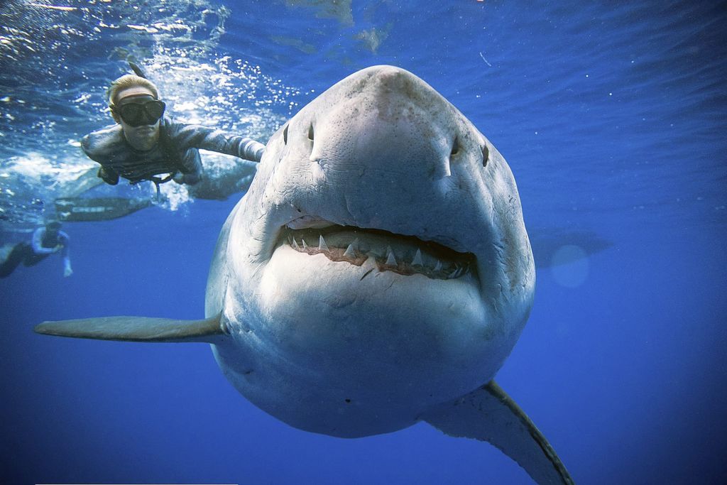 Australien: Der Weiße Hai ist der größte, nicht Plankton fressende, Hai der Welt und damit der größte Raubfisch in den Meeren.