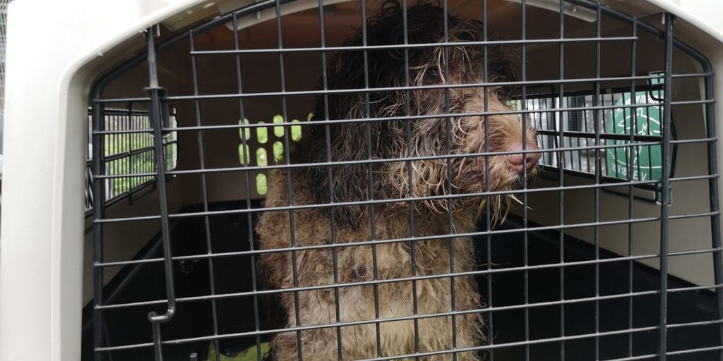 Mehr als 30 verwahrloste Hunde hat die Polizei bei einer Hausdurchsuchung in Wandsbek entdeckt.