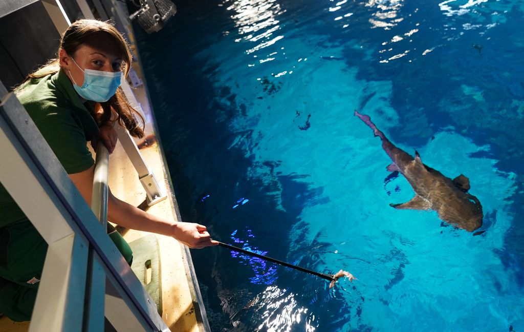 Tierpflegerin bei Hai-Fütterung