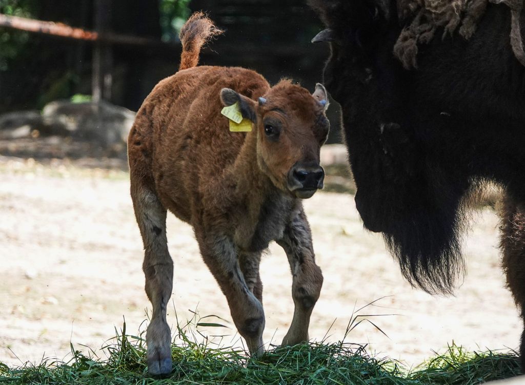 Ein Präriebison-Jungtier spielt im Tierpark Hagenbeck mit einem ausgewachsenen Bison.