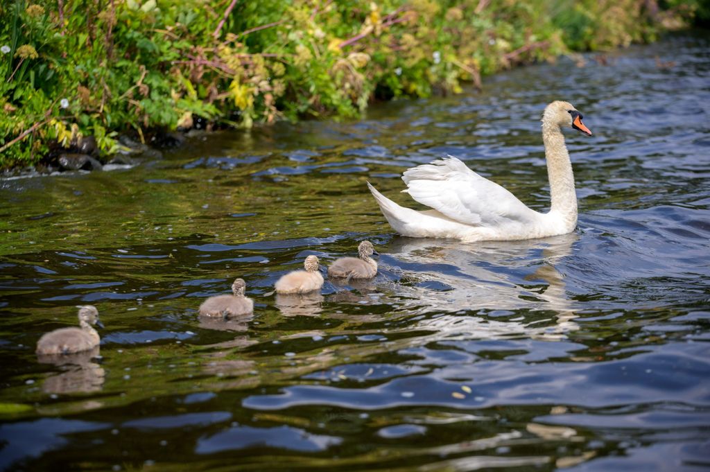 Hamburg: Die stolzen Eltern sind mit ihren plüschigen Schwanen-Kindern auf der Alster unterwegs.