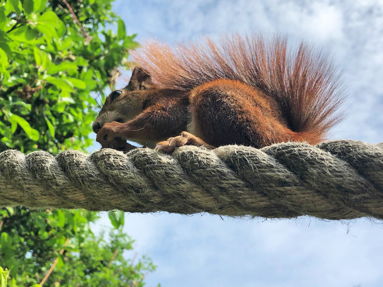 Ein Eichhörnchen auf der Eichhörnchenbrücke von Bergedorf.