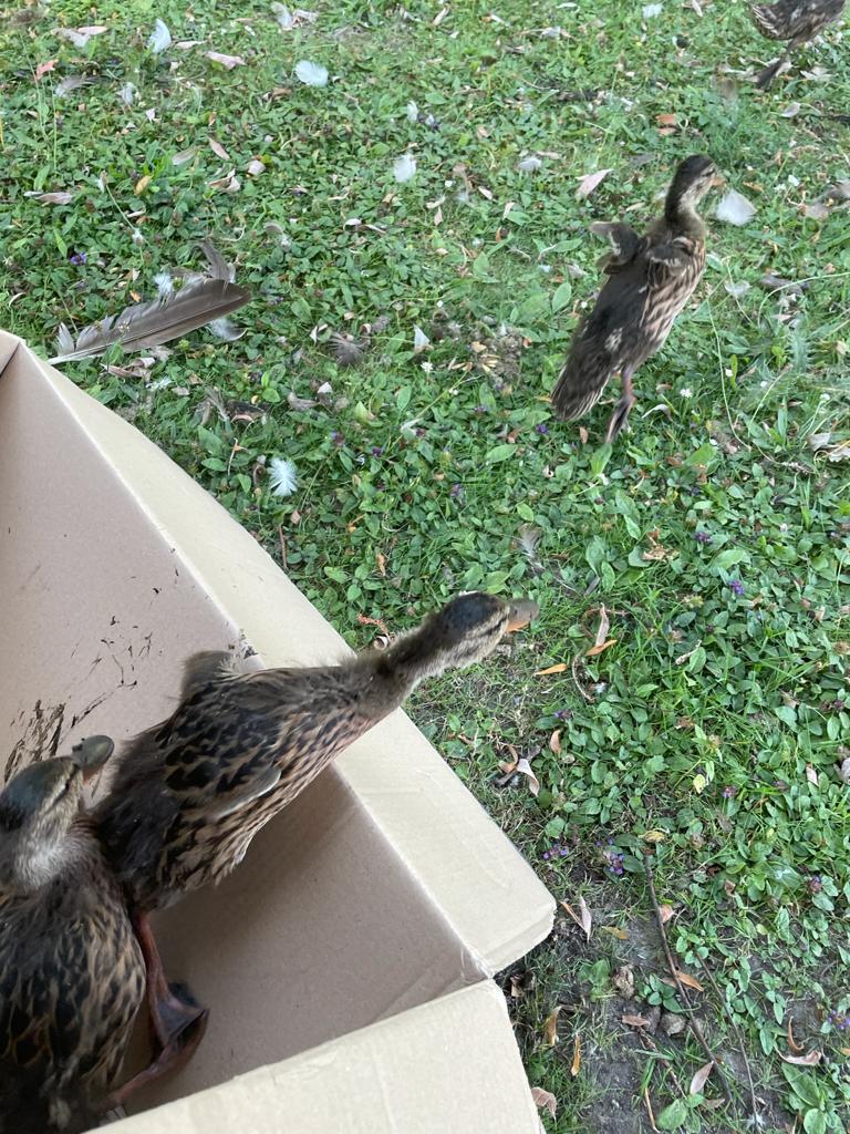 Die fünf jungen Enten nach der Rettung aus den Gleisen am Kieler Hauptahnhof