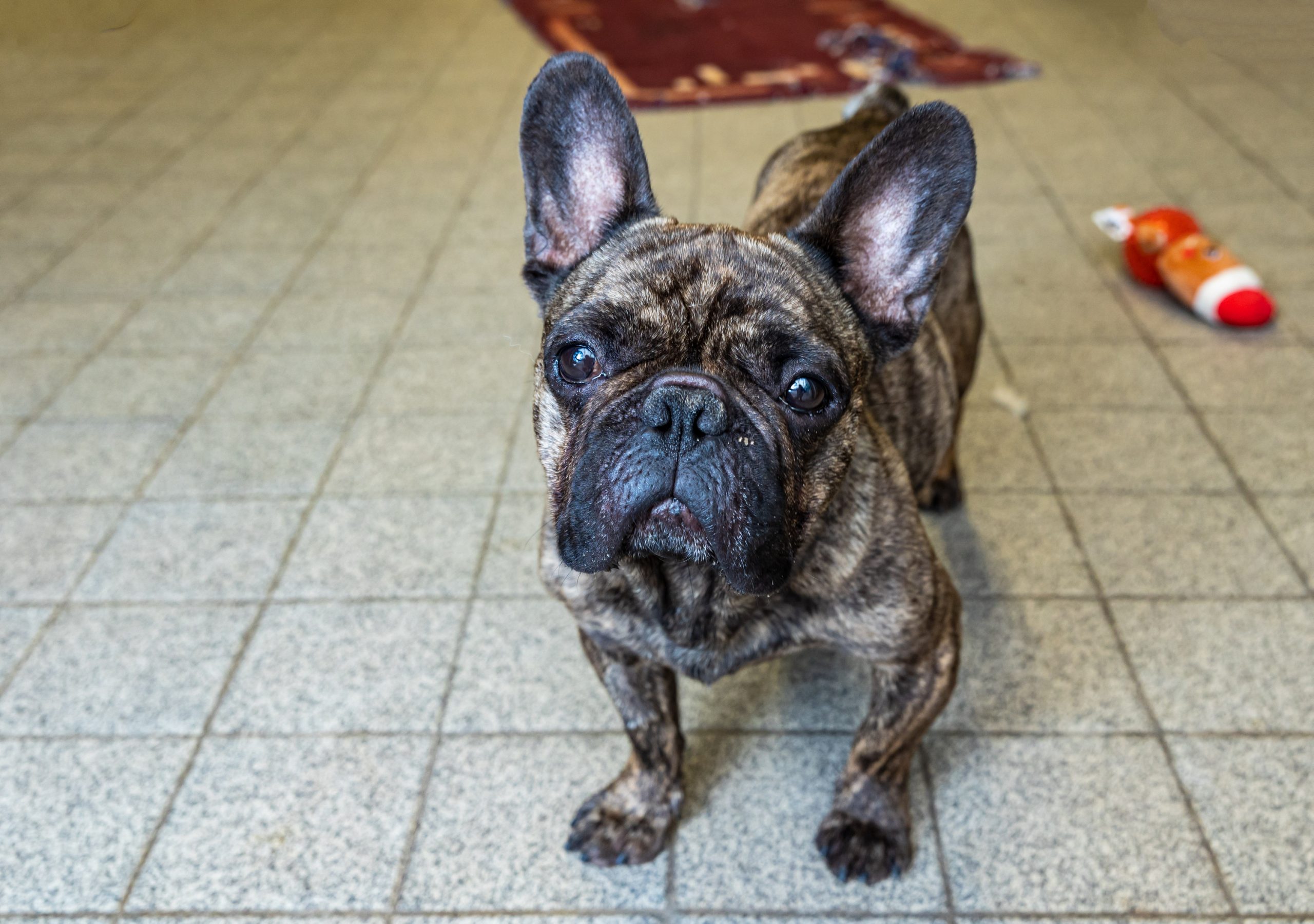 Hamburg: „Charlie“ ist seit April im Tierheim in der Süderstraße und kam aus einer behördlichen Sicherstellung. Er leidet unter Atemnot und hat verformte Vorderbeine.