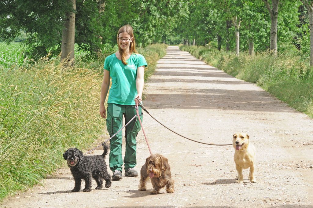 Tierpflegerin vom Tierhotel geht mit Hunden Gassi