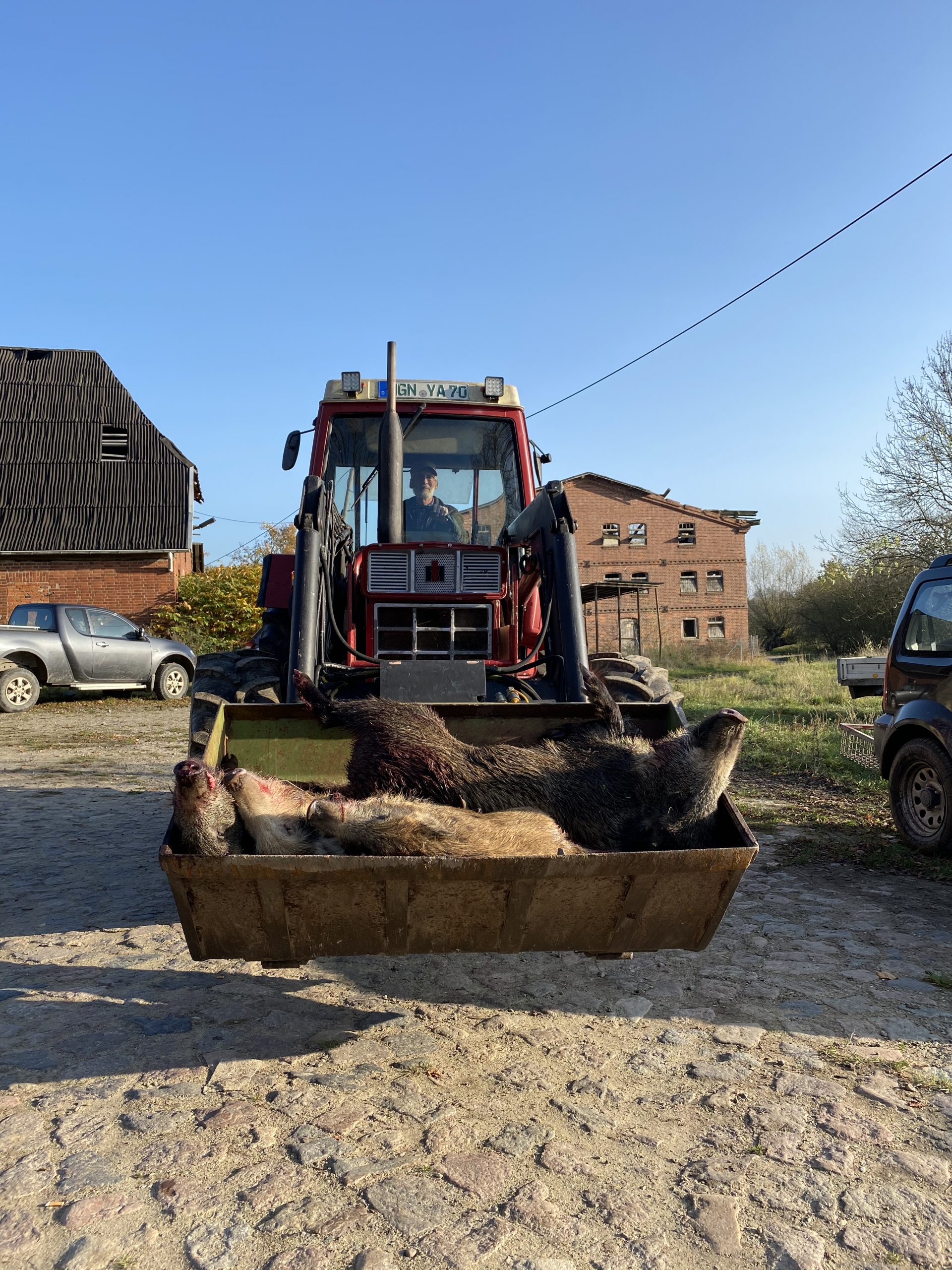 Jagd auf Wildschweine Mecklenburg-Vorpommern