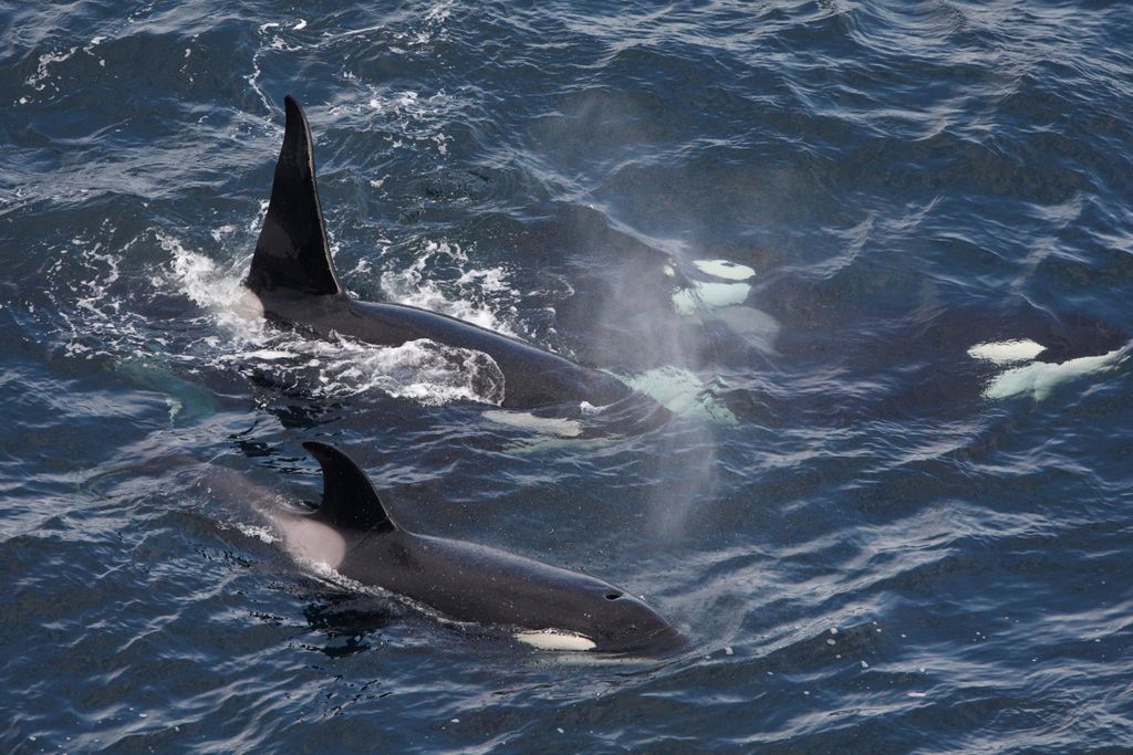 Die Yacht mit einer Hamburger Segel-Crew wurde von Orcas auf dem Mittelmeer angegriffen. (Symbolbild)