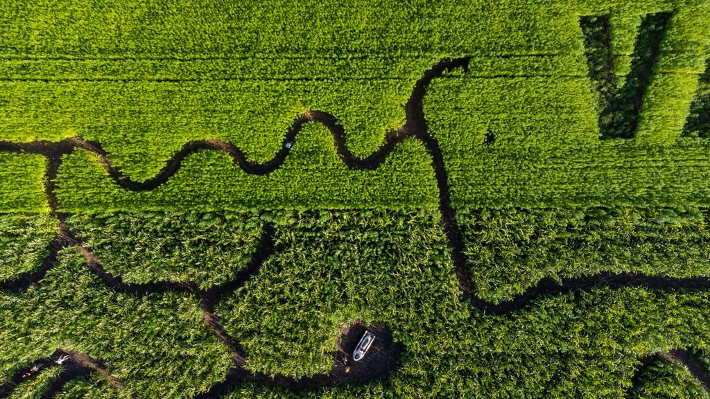 Das neue Hanf-Labyrinth im „Kliemannsland“ von oben