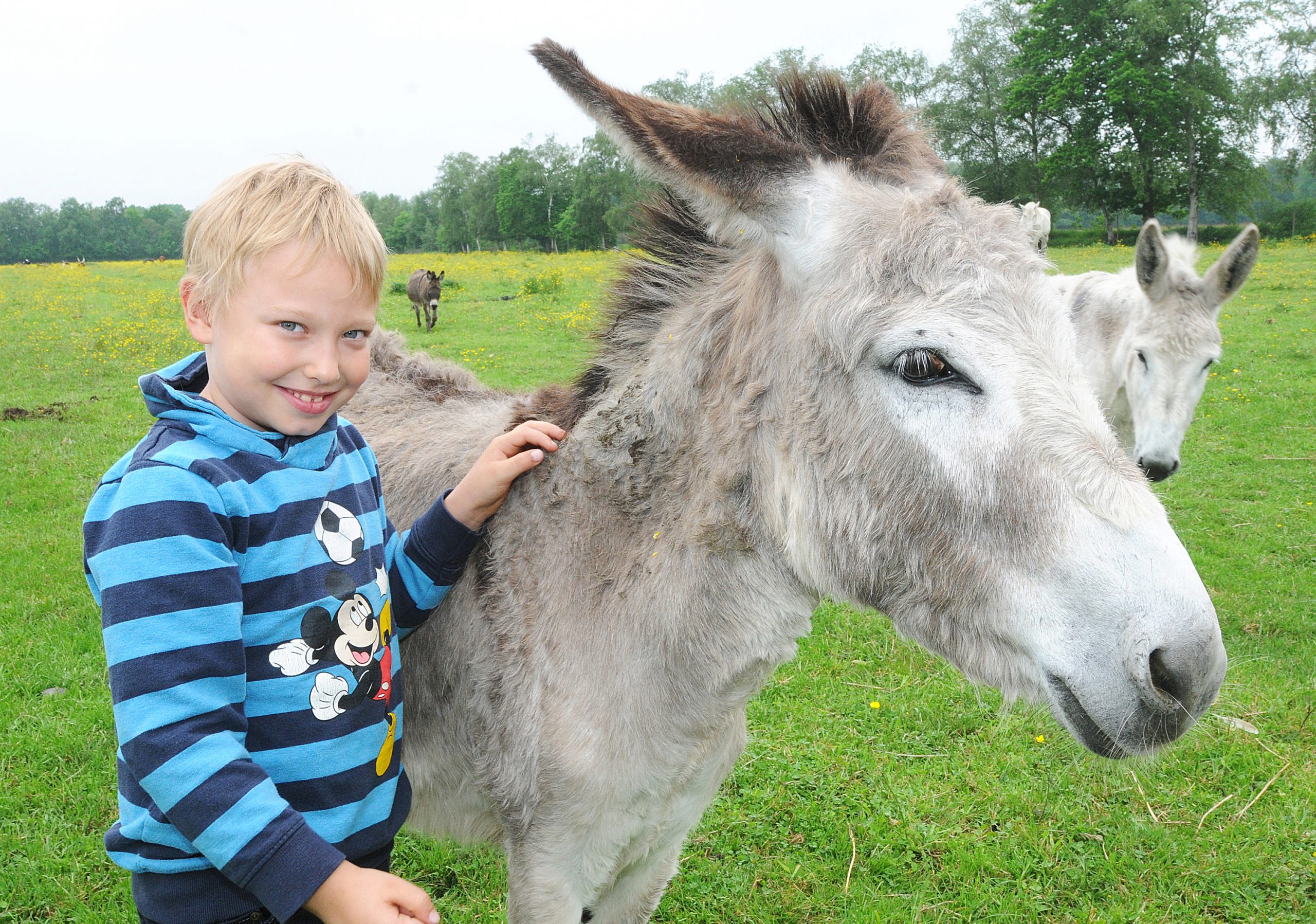 Iron (6) hat Freundschaft mit dem Esel Little Joe geschlossen.