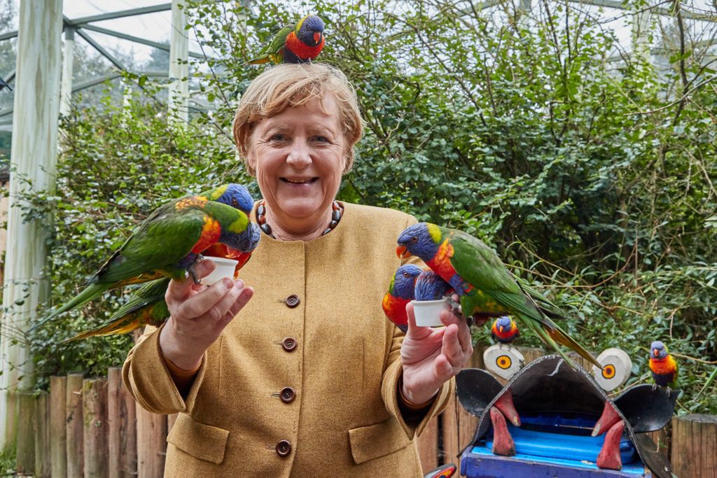 Angela Merkel (CDU), Bundeskanzlerin, füttert australische Loris im Vogelpark Marlow.