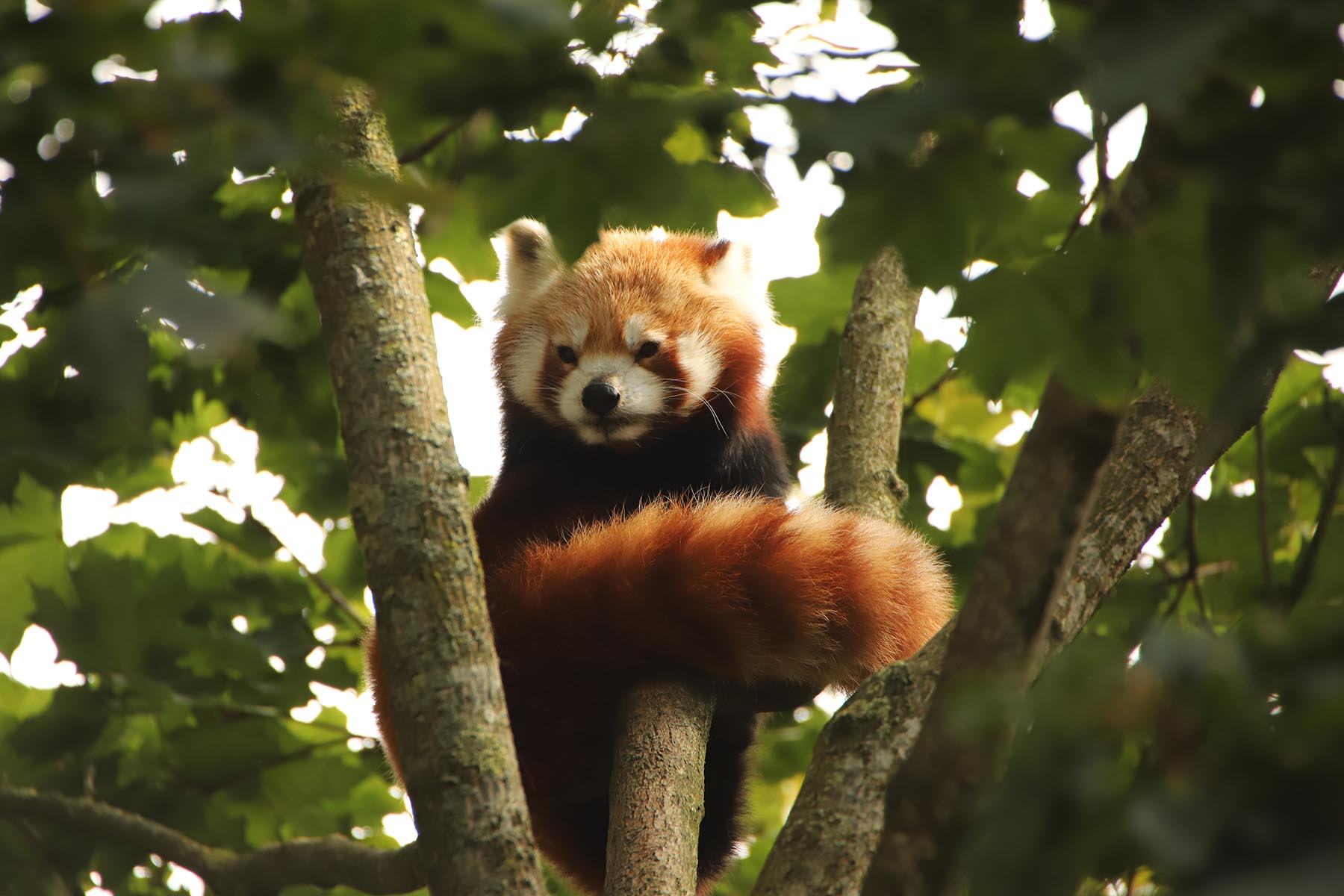 Kleiner Panda im Tierpark Hagenbeck