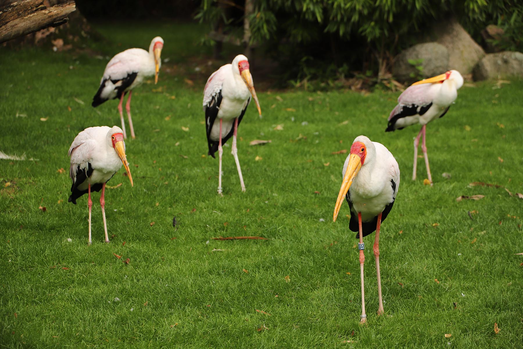 Nimmersatt-Störche im Tierpark Hagenbeck