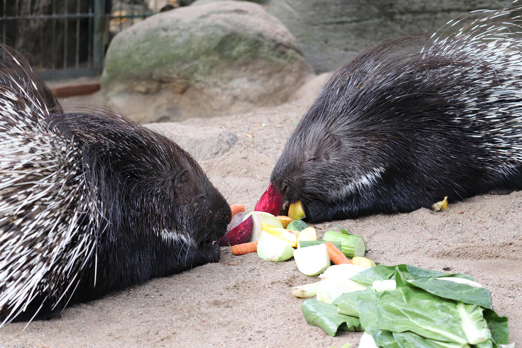 Stachelschweine im Tierpark Hagenbeck