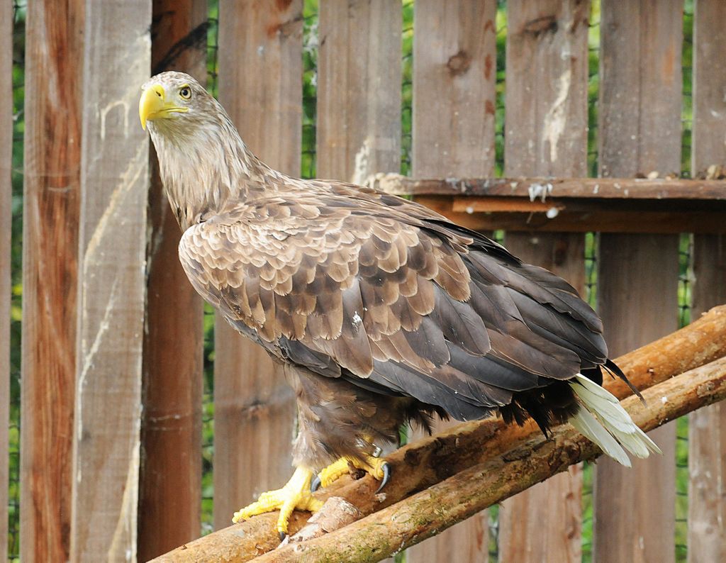 Seeadler sitzend