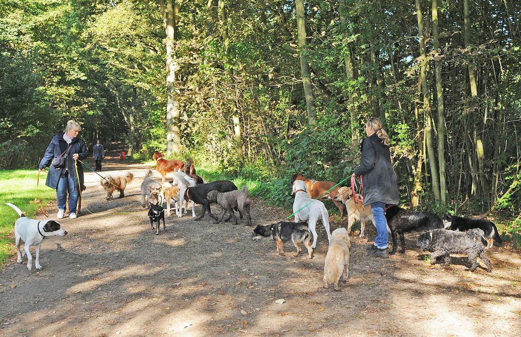 Treffen sich zwei Hundesitterinnen, kommen schnell 20 bis 25 Hunde zusammen. Aber bei den Profis läuft das erstaunlich ruhig ab.