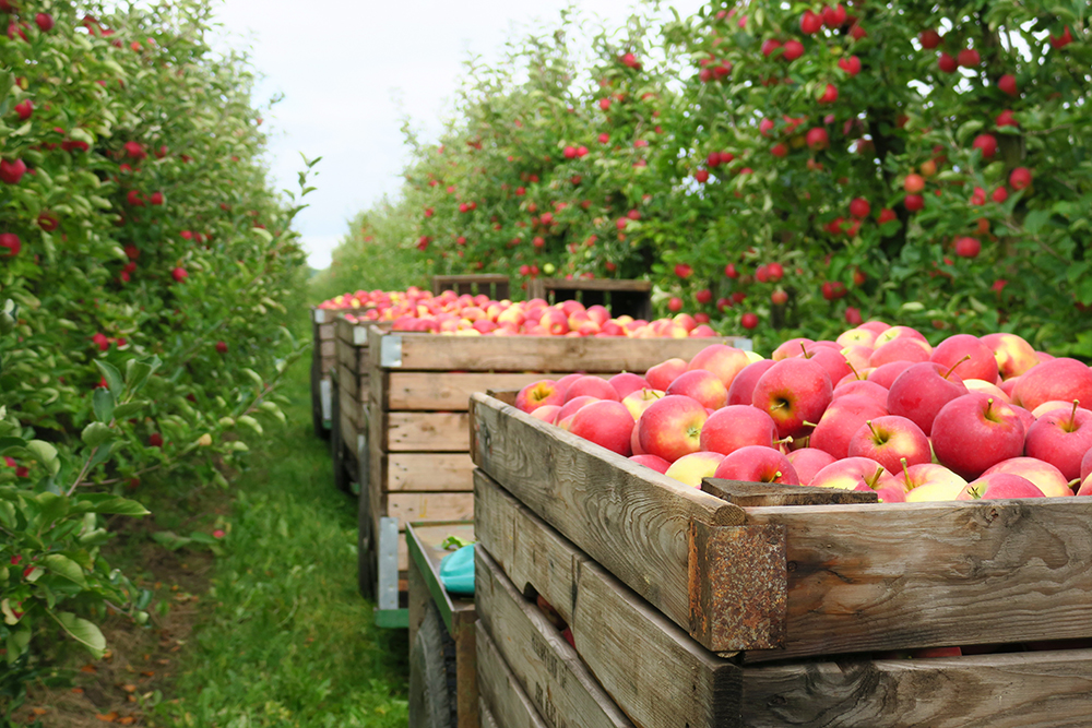 Äpfel werden in einer Plantage geerntet.