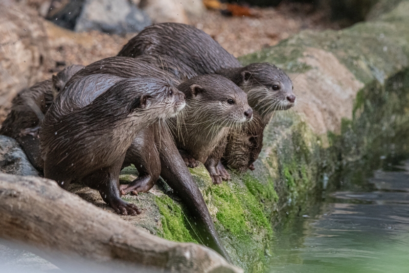 Kurzkrallenotter Hagenbeck Wassergraben