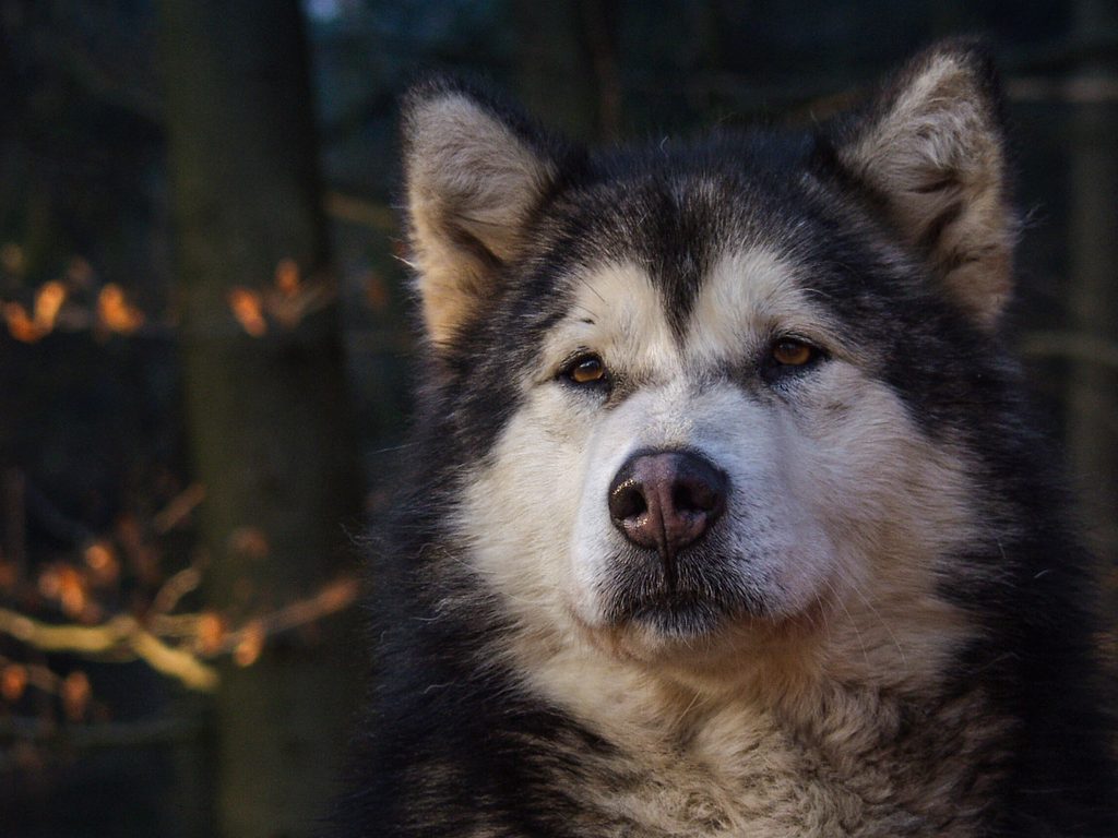 Der Husky-Flüsterer, Hendrik Stachnau Hier: Husky