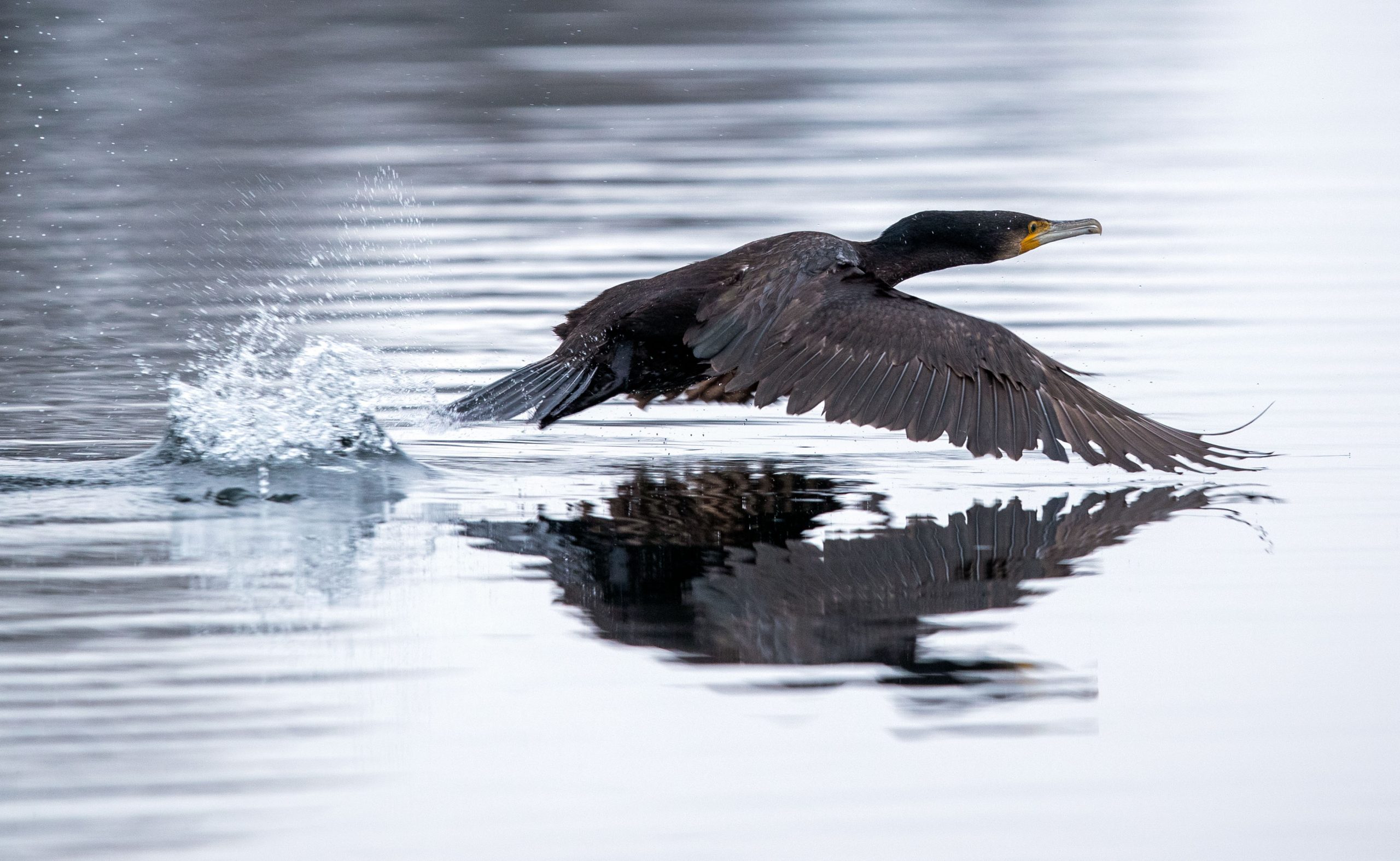 Kormoran