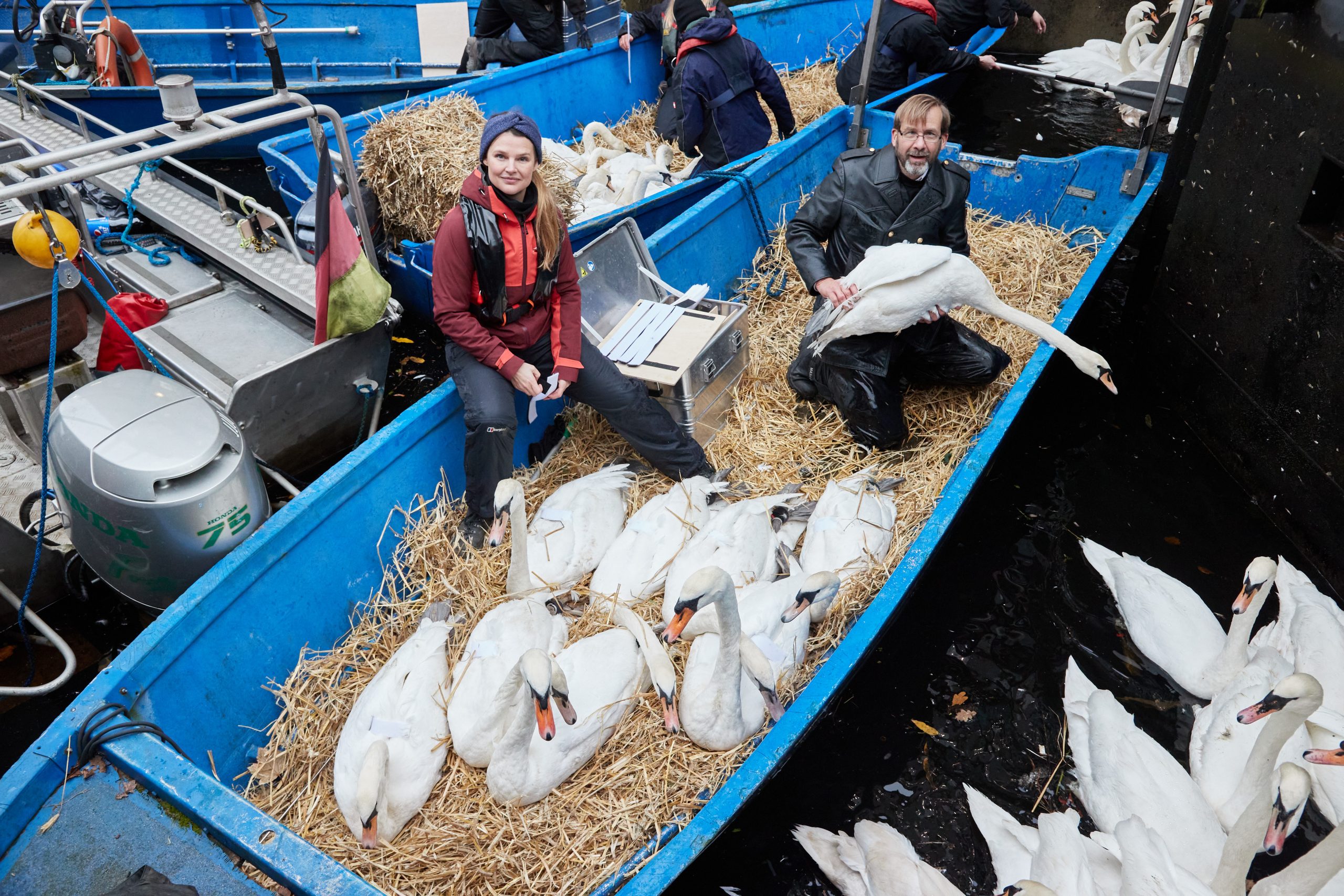 Hamburgs Alsterschwäne werden in ihr Winterquartier gebracht. Lisa Maria Otte, (Bündnis 90/Grüne), Sprecherin für Tierschutz, und Schwanenvater Olaf Nieß fangen sie in der Rathausschleuse ein.