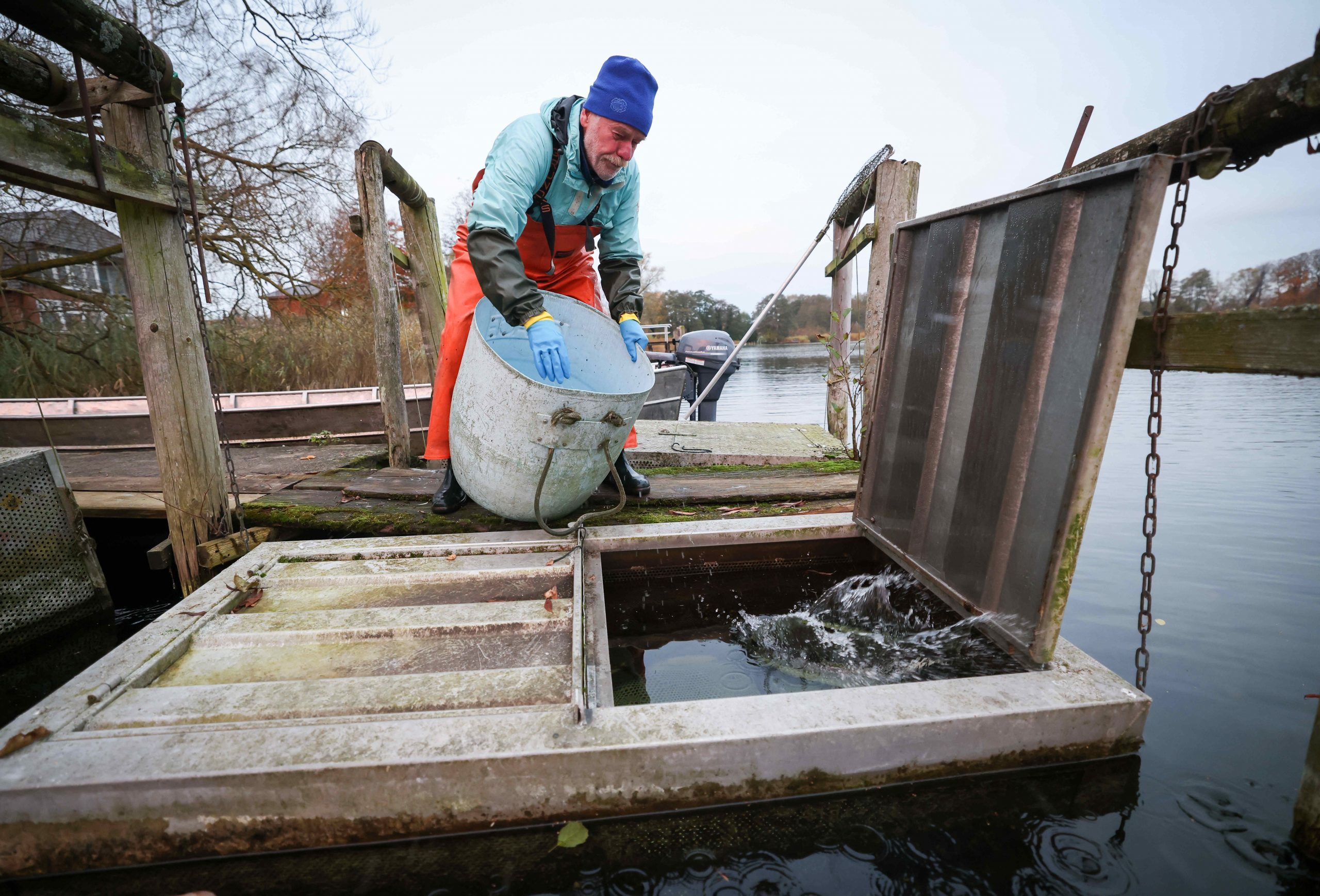 Fischer Harald Schmidt wirft einen gefangenen Aal in ein Wasserbecken am Steg der Diekseefischerei.